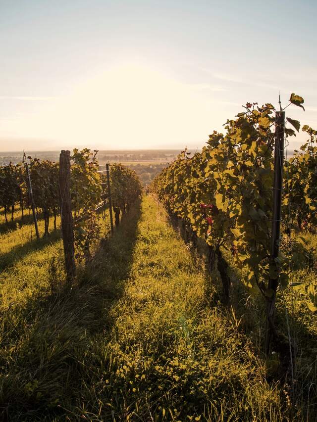 A row of vines climbing a pale slope towards a low evening sun, the leaves lit from behind.