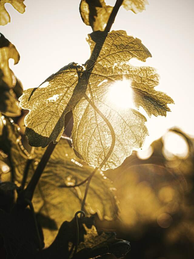 A vine leaf with the sun behind it, every vein lit.