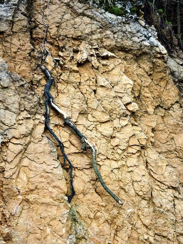 A dark vine root running down a face of pale, cracked chalky soil.