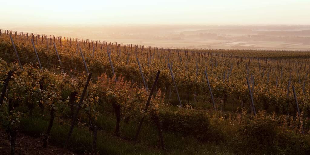 The estate’s hill in the last low sun: rows of staked vines running across the slope, the valley below lost in haze.