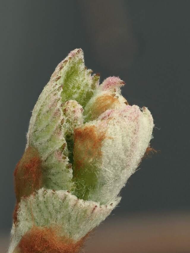 A vine bud splitting open in woolly pink and green.