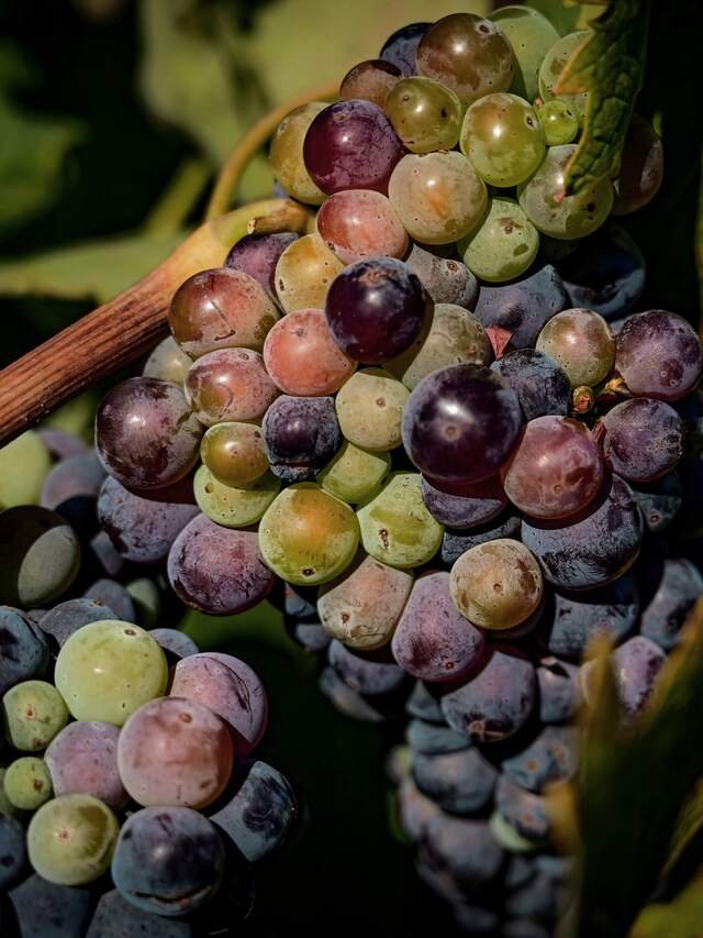 A bunch of pinot noir halfway through turning, green and black berries side by side.