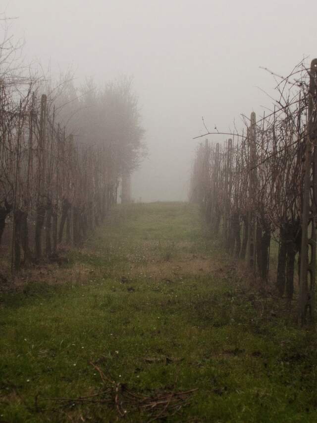 Bare vines on either side of a grass row, disappearing into winter mist.