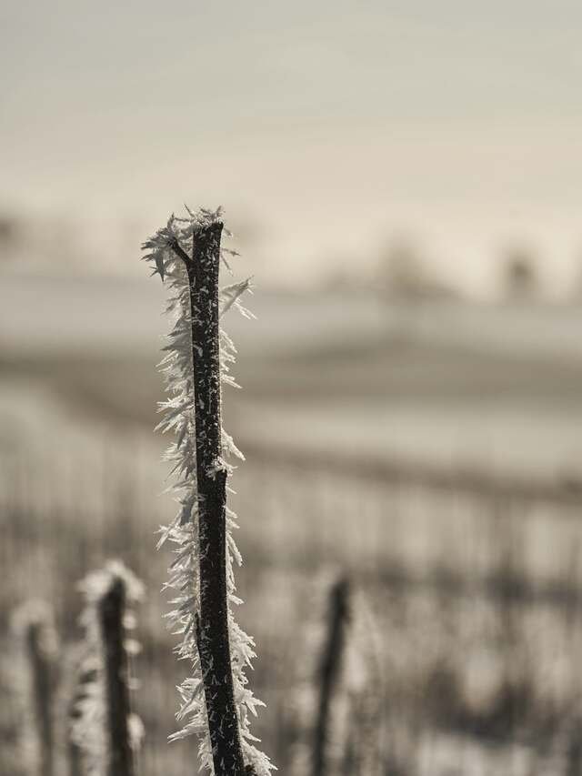 A cut-back vine cane furred with hoar frost, the bare rows pale behind it.