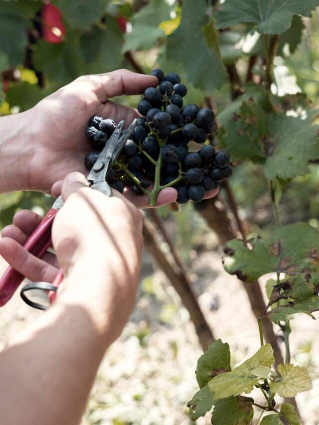 Two hands cutting a bunch of black grapes from the vine with secateurs.