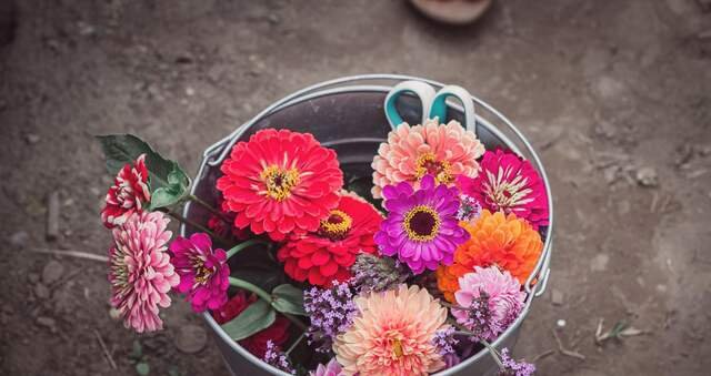 A metal bucket full of cut zinnias and dahlias in pink, orange and red, with snips