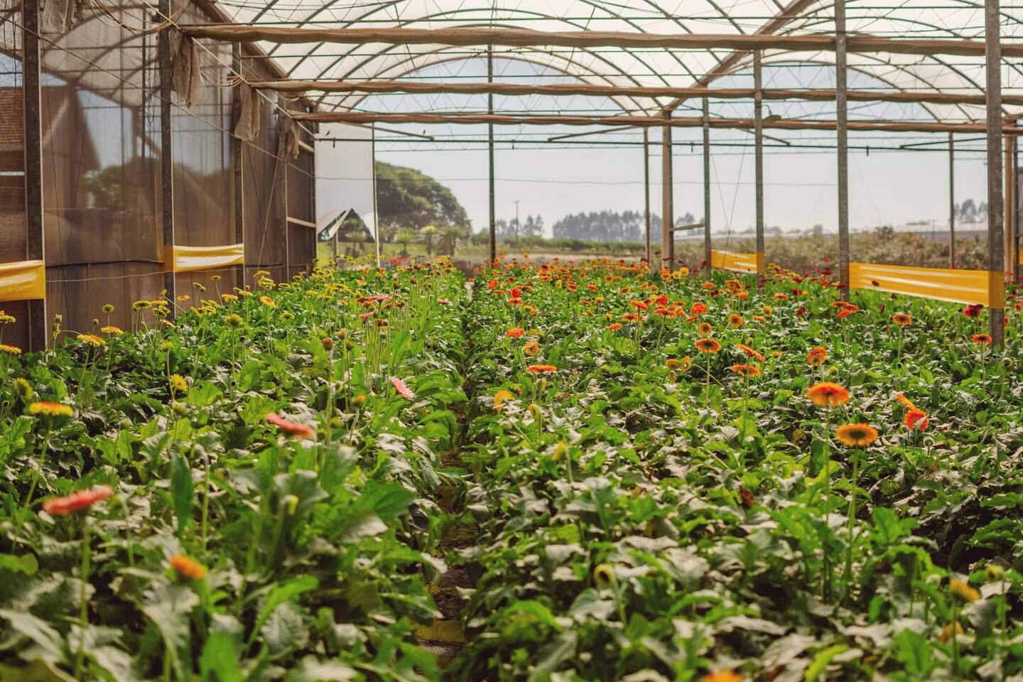 Long rows of gerbera in flower under an open-sided growing tunnel, in morning sun
