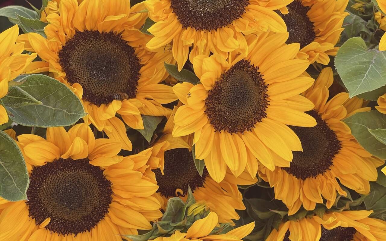 Sunflowers packed close, faces turned to the light