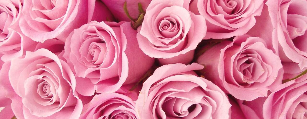 Pink roses packed head to head, filling the frame