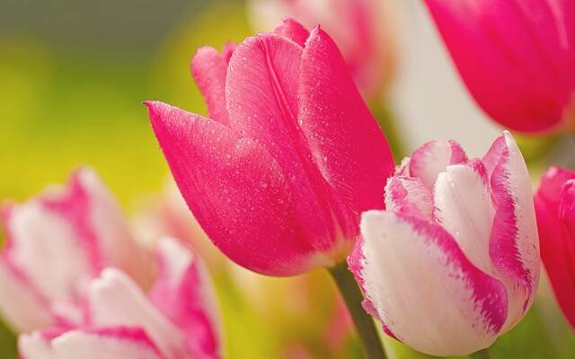 Pink and white tulips in close-up, with a soft green ground