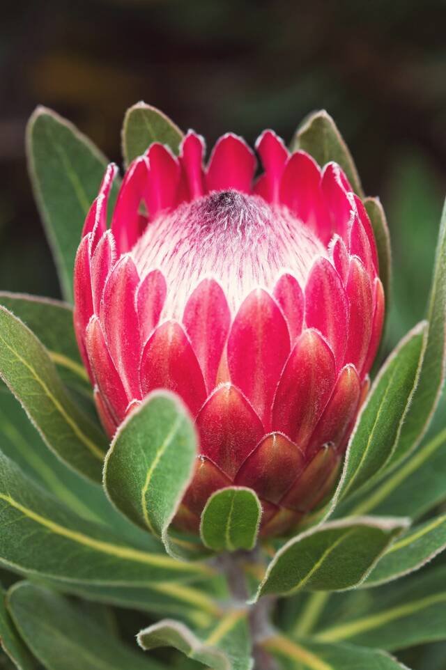 A single king protea, deep pink, among its grey-green leaves