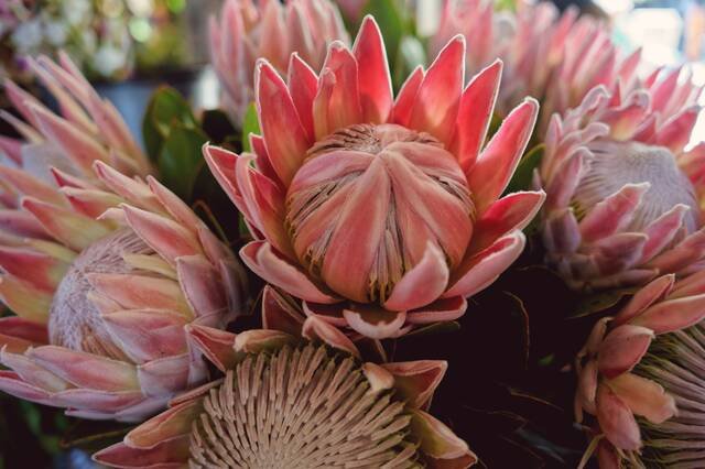 Pink king protea heads packed close in a bunch, among their dark leaves