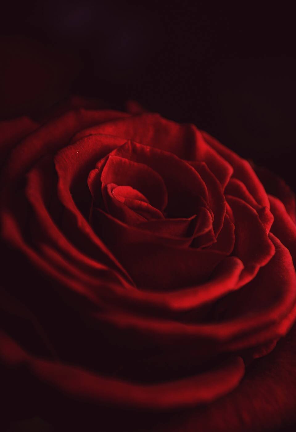 One deep red rose opening in low light, every petal edge catching it