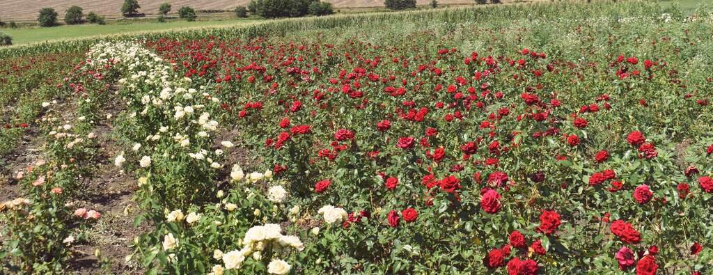 Rows of red and white roses in flower in an open field, low hills behind