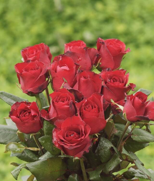 A bunch of red roses held together, on a green ground