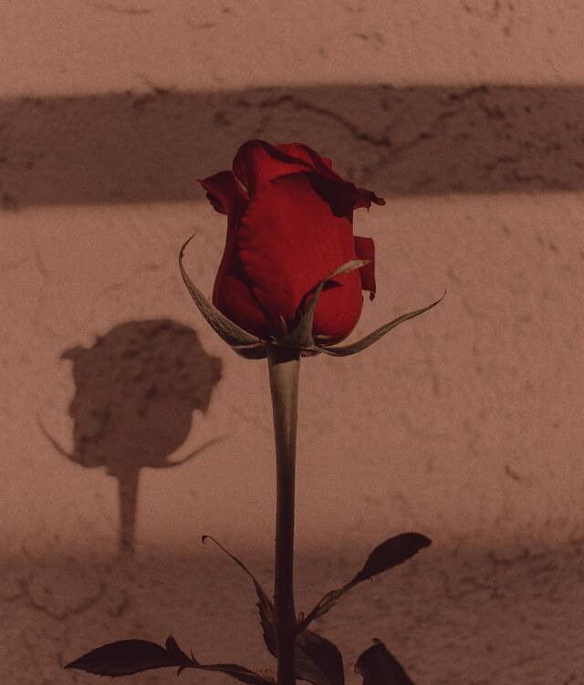 A single red rose and its shadow on a warm plaster wall