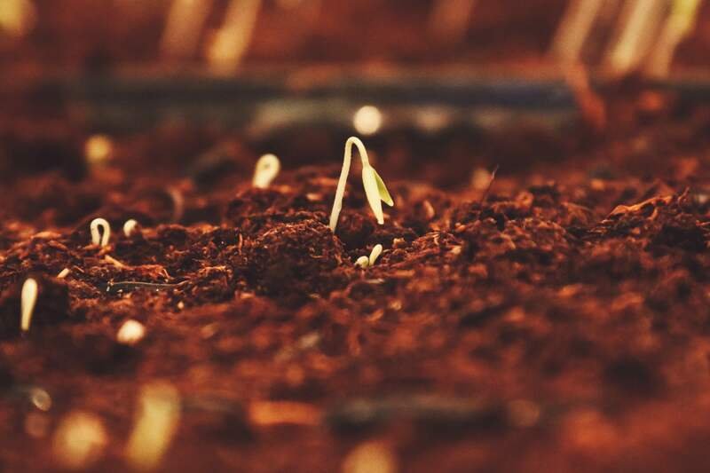 Young seedlings just breaking through warm red soil, low morning light