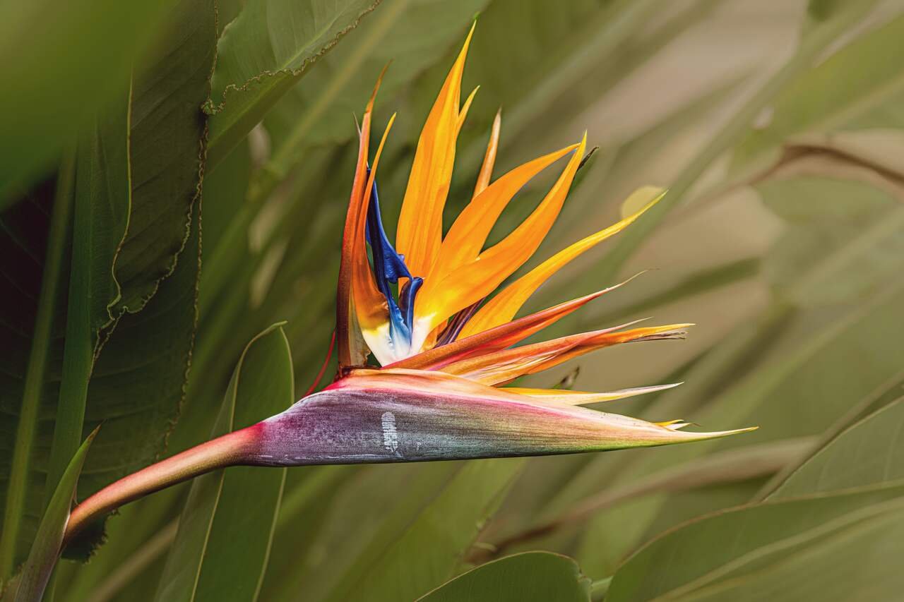 A strelitzia in flower, orange and blue, its beak held out over long grey-green leaves