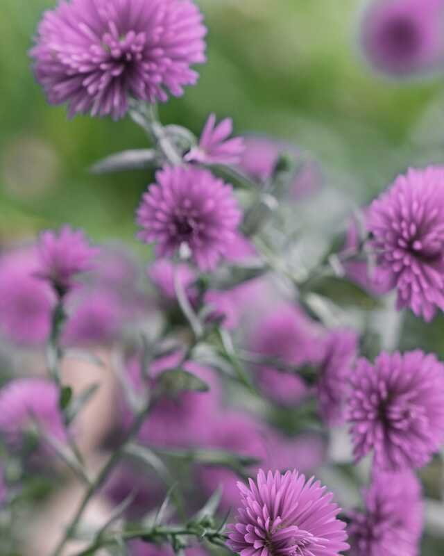 Close among the asters: lilac heads with plum centres on fine, branching stems.