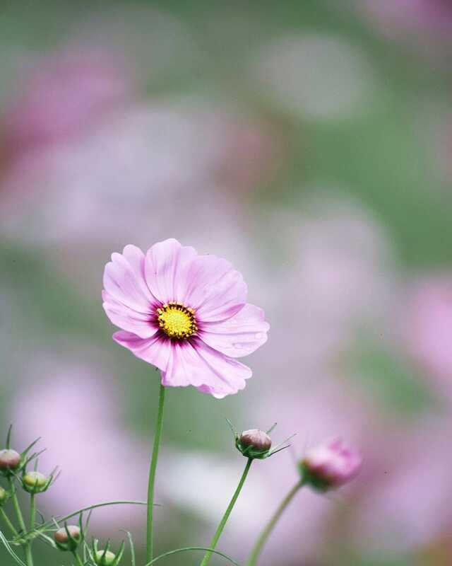 One shell-pink cosmos open above its buds, the rest of the bed soft behind it.