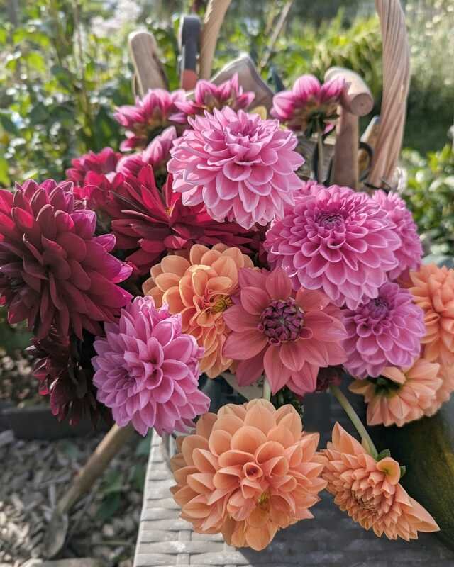 A wicker trug heaped with the morning’s dahlias, claret, raspberry, pink and apricot, wooden-handled tools tucked in behind.