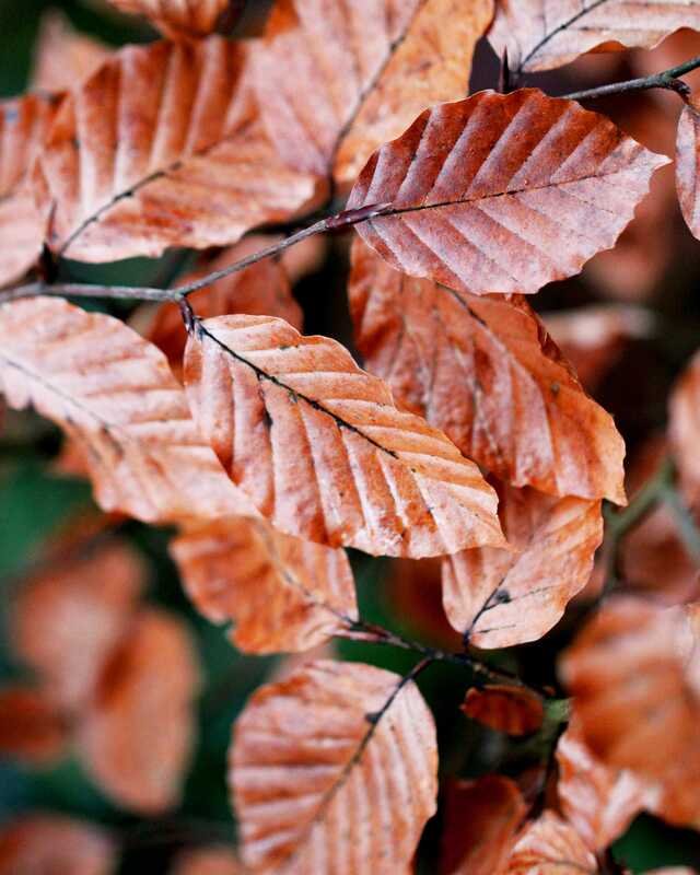 Copper beech leaves still on the branch, wet from the night.