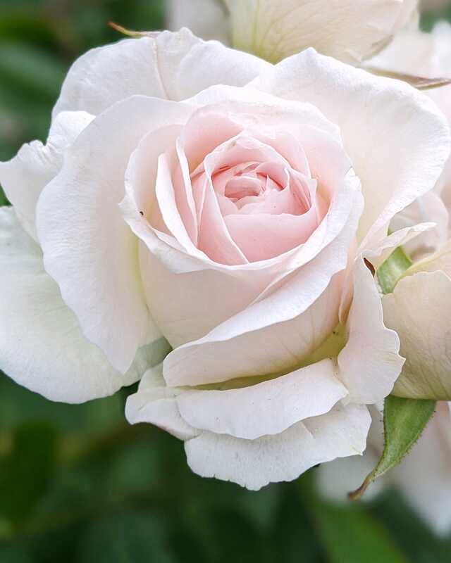 Close on one garden rose, fully open, the blush deepening towards its heart.