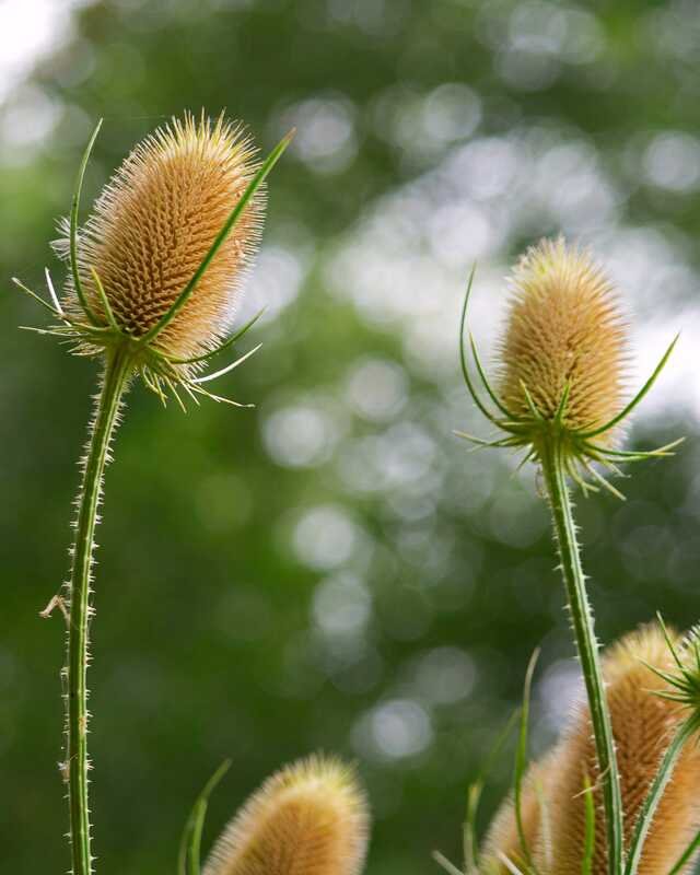 Two teasel heads on tall spined stems, more coming up below them, turning from green to bronze.