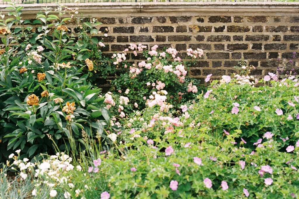 The cutting beds in the morning: roses and pink geraniums packed in front of an old brick wall.
