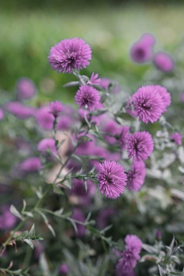 A spray of lilac asters with silvery leaves.