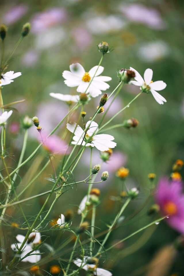 White cosmos on fine stems, pink ones out of focus behind.