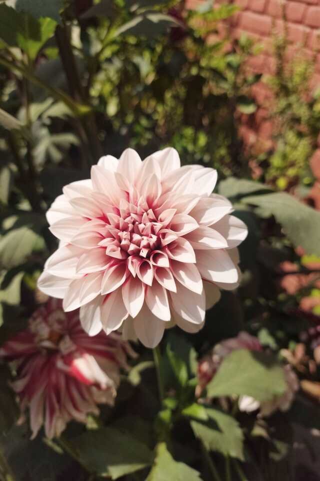 A dahlia in coffee and cream against the old brick of the garden wall, a darker one just behind it.