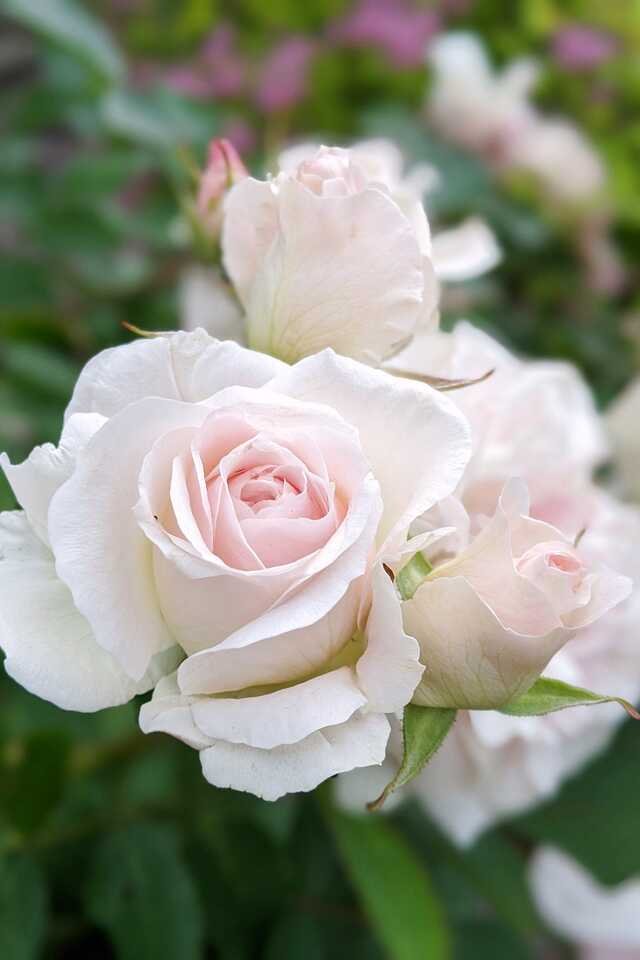 Loose cream garden roses with a blush centre, still on the bush.
