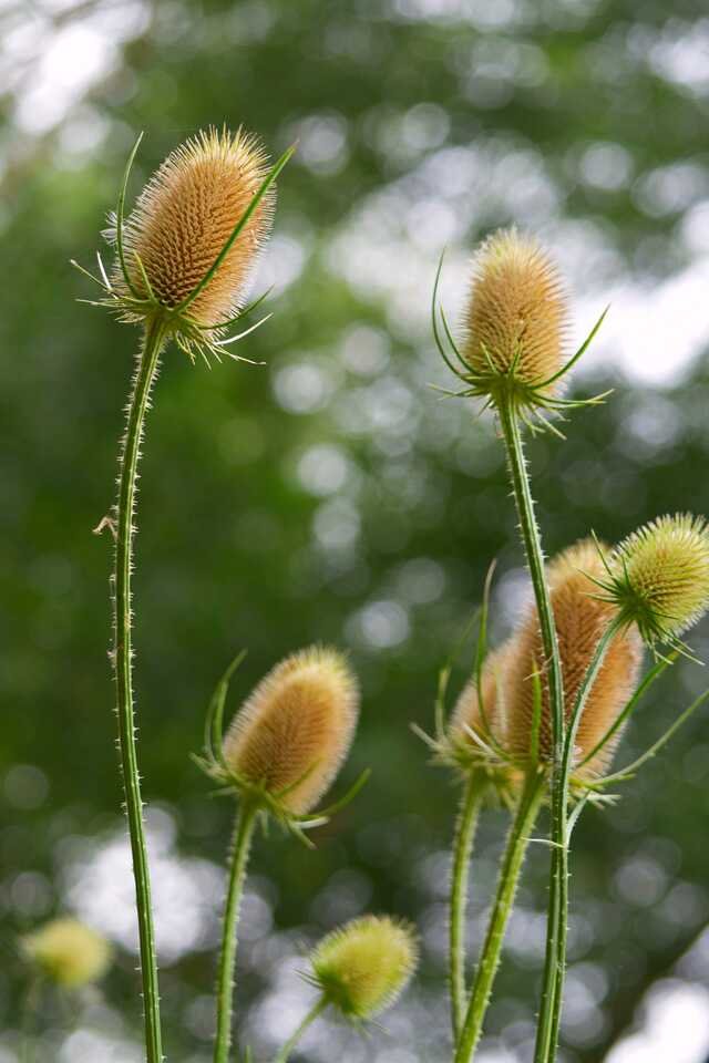 Teasel heads on tall stems, green turning bronze.