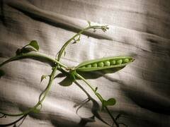 A pea vine with one open pod on linen.