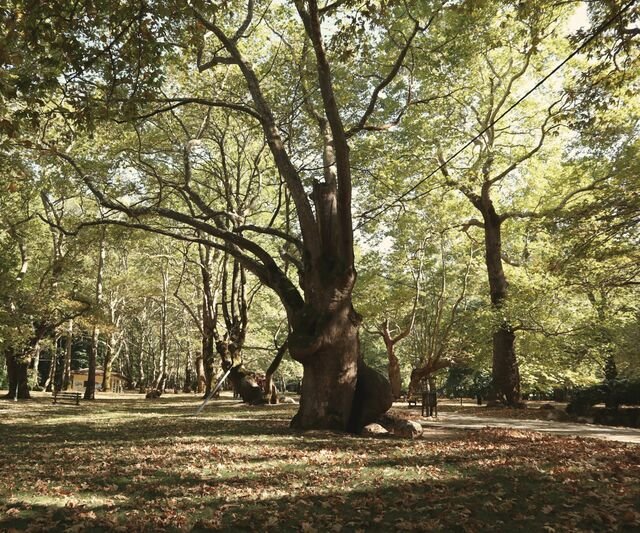 Varrow Square: old plane trees over the lawn, dappled shade and fallen leaves.